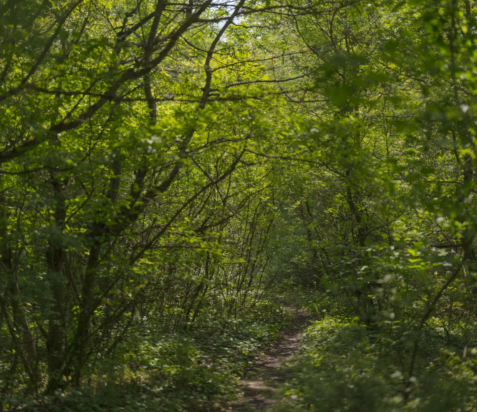 Dicht bewachsenes Dickicht im Maurer Wald in Wien – naturbelassenes Naherholungsgebiet mit vielfältiger Flora.