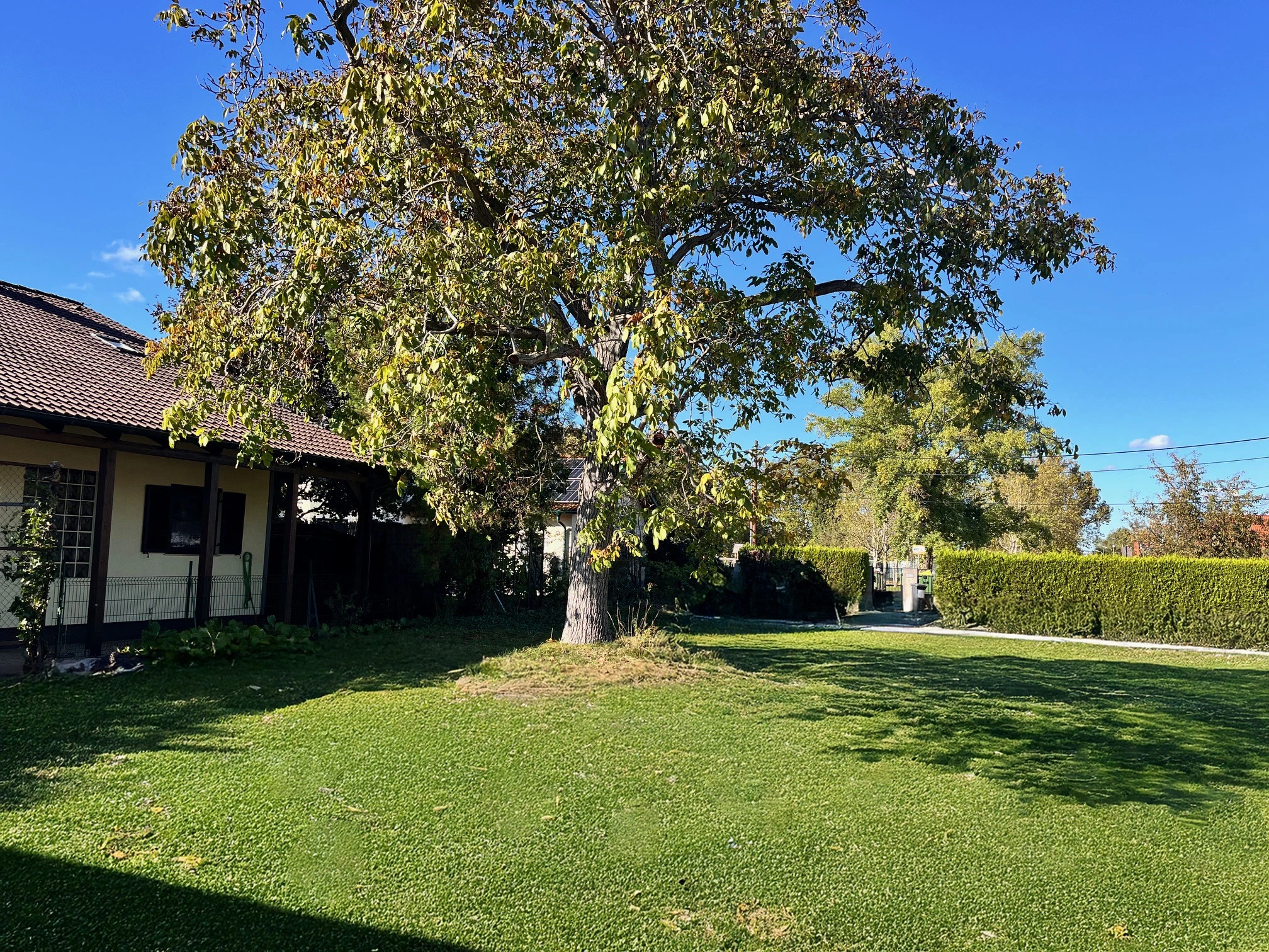 Großer grüner Baum auf frisch gemähter Wiese am Vorsorgegrund am Kaschauerplatz.